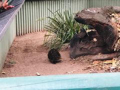 -费瑟代尔野生动物园