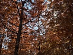 -上海海湾国家森林公园