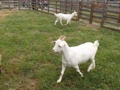 -前小桔亲子创意农场·草莓采摘·露营烧烤