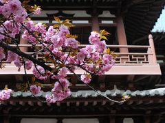 -西安青龙寺遗址景区