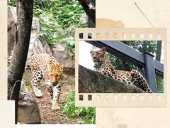 -红山森林动物园