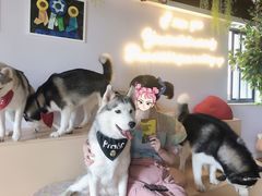 -Husky Go! 哈士奇体验馆·宠物咖啡厅狗咖