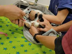 -凯特喵百思猫专科医院