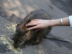 -费瑟代尔野生动物园