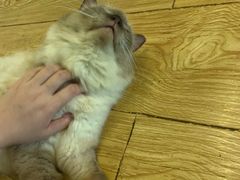 -萌喵宠狗爱心宠咖