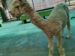 -荆州中山公园动物园