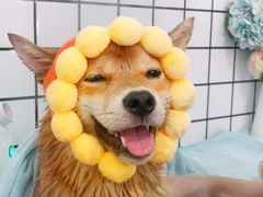 -BABYDOG宝贝狗宠物乐园(欧洲城店)