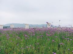 -光明小镇欢乐田园