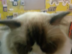 -平行世界·猫咖(首经贸店)