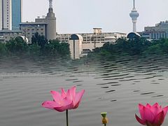 -莲花池公园