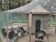 -前小桔亲子创意农场·草莓采摘·露营烧烤