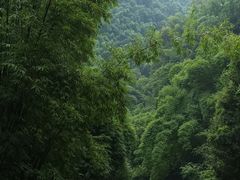 -芦沟竹海