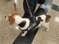 -厦门高崎国际机场-T3航站楼