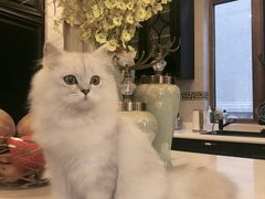 -猫大福·Fortune Cat猫舍(百子湾店)