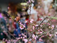 -溪岸路花鸟市场