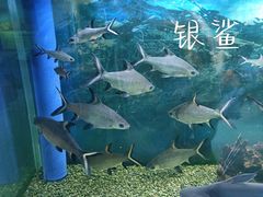 -沙沙哗啦海洋馆(华宇百花谷店)