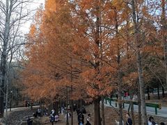 -白水寺森林公园