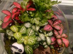 -KKV(深圳宏发大仟里店)