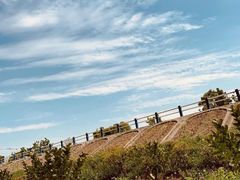 -合肥滨湖国家森林公园