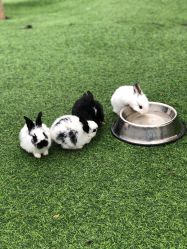 -萌宠亲子动物乐园(槐房万达店)