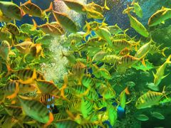 -芜湖新华联大白鲸海洋公园