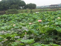 -荷塘月色湿地公园·向阳花洲