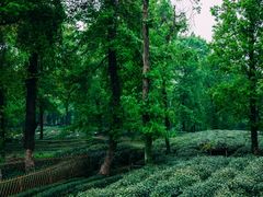 -野蔓果·山野菜(西湖景区·龙井茶田店)