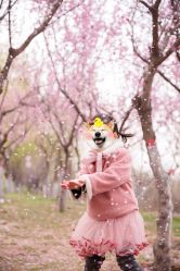 -DORA kids 朵拉儿童摄影花园店
