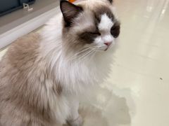 -三花喵·撸猫购宠·宠物生活馆(虹桥南丰城店)