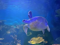 -华夏文旅海洋公园