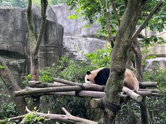 -都江堰中华大熊猫苑