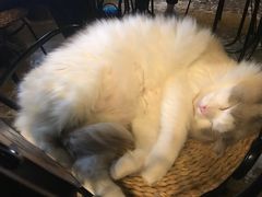 -猫猫幼稚园·撸猫·桌游·电玩