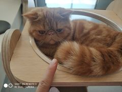 -飞行喵MR PILOT|猫舍·猫咖(静安大融城店)