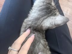-楼上猫咖(罗湖店)