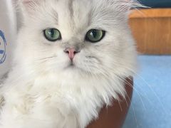 -伟伟宠物医院·瑞派猫友好医院·猫科(光谷店)