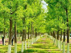 -汉长安城未央宫国家考古遗址公园