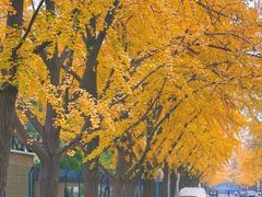 -三里屯东五街银杏大道