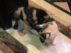 -猫色咖啡·猫咖