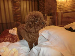 android_upload_pic-北京美神宫艺术主题温泉酒店