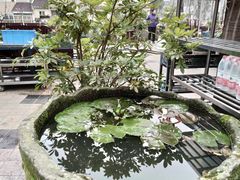 -先机泉水鸡汤(南山老君洞店)