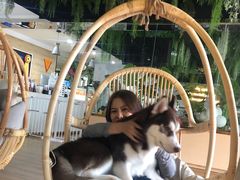 -Husky Go! 哈士奇体验馆·宠物咖啡厅狗咖