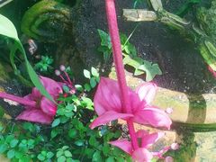 -东莞植物园