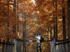 -黄海国家森林公园