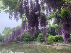 -嘉定紫藤园