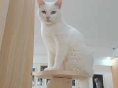 -鼓捣猫呢主题猫咖店