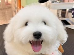 -momokira米努特·德文卷毛猫·棉花面纱犬