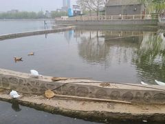 -莲花池公园