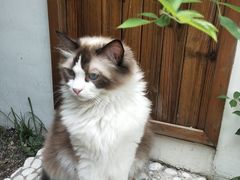 -喵屿·大理花园猫咖