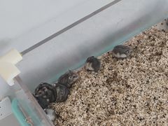 -怪兽屋·羊驼·猫咖·狗咖(俊华广场店)