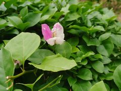 -东莞植物园